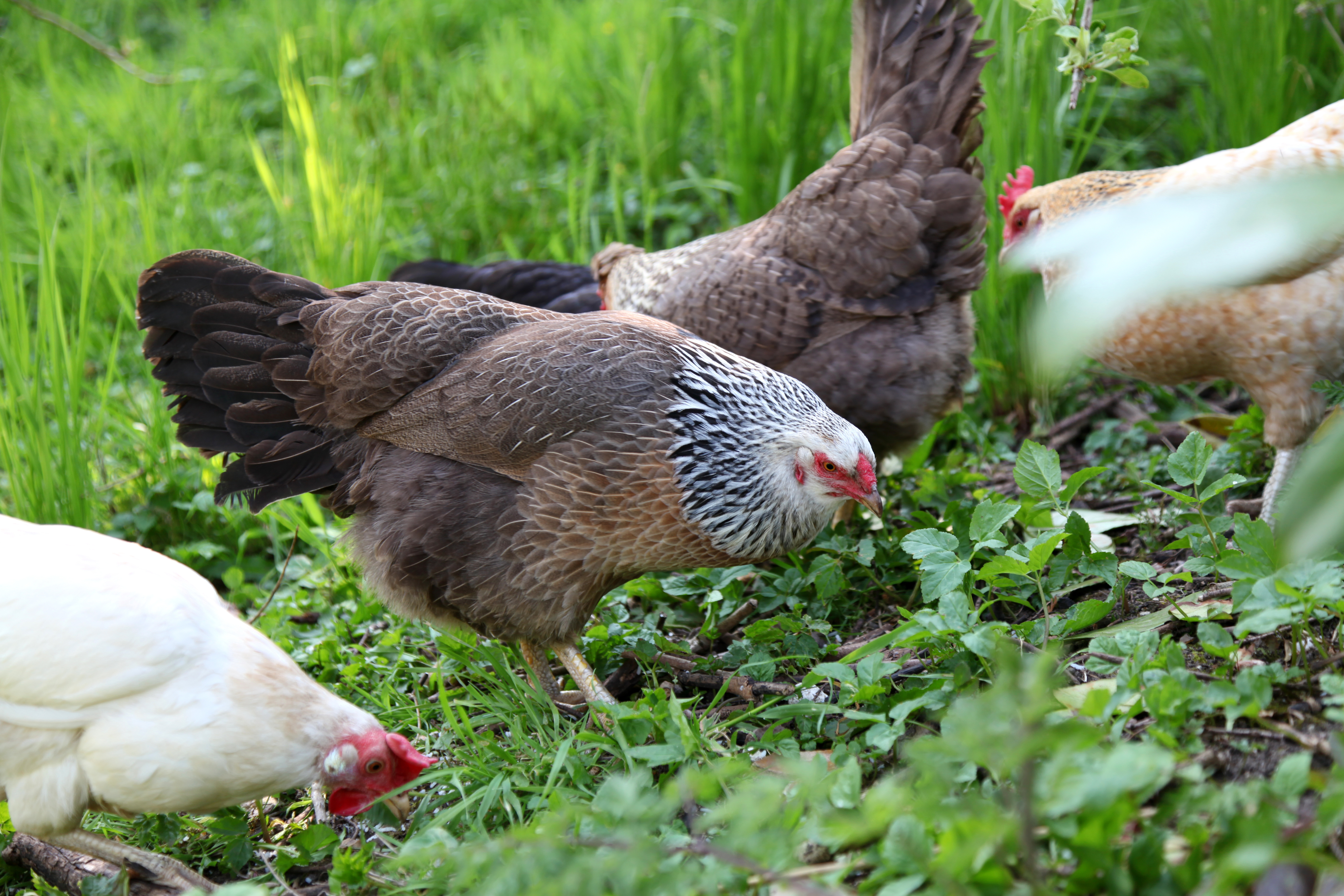 Several colourful free-range chickens looking for food in an orchard