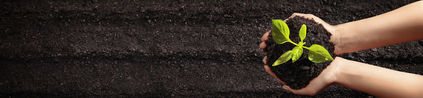 Female Hands Planting Young Plants. Garden Concept