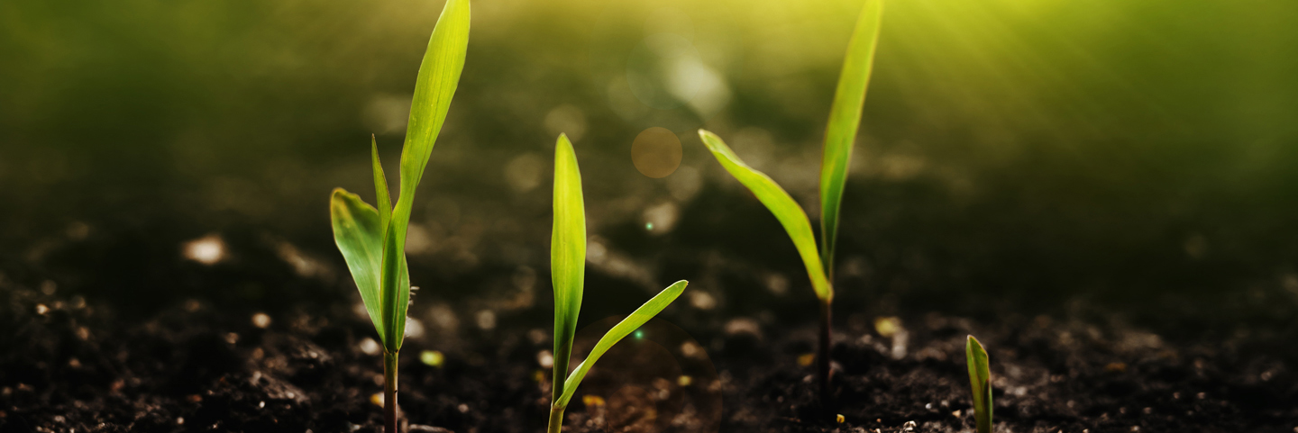 Growing seedling corn. New life young  plant at sunset. Save environment concept.